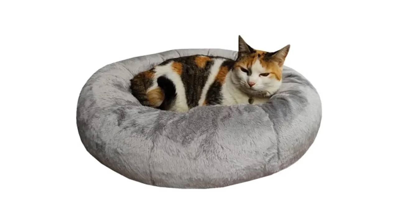 Melhor Cama para Gato: Conforto e Estilo em Casa
