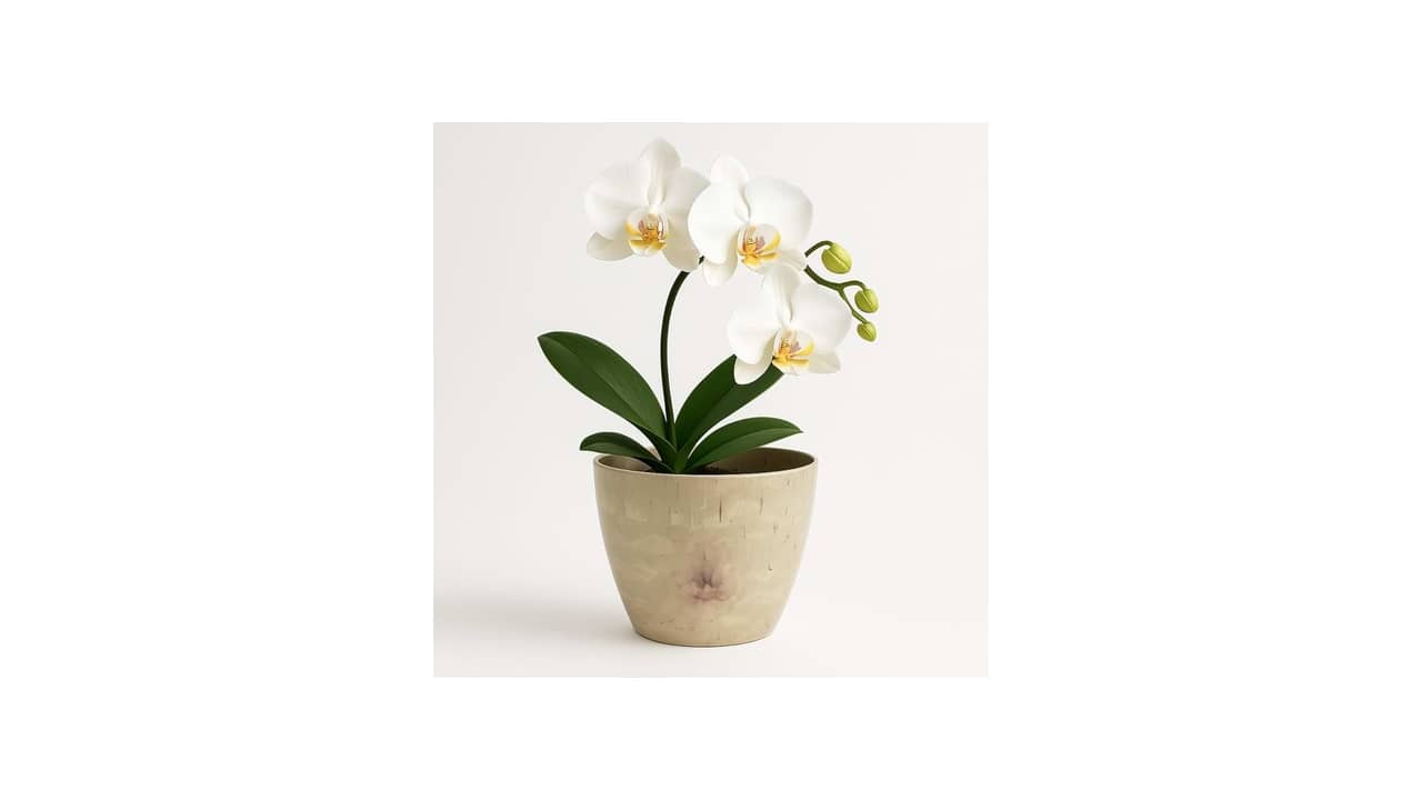 Melhor Vaso para Orquídea: A Escolha Ideal com Estilo e Qualidade
