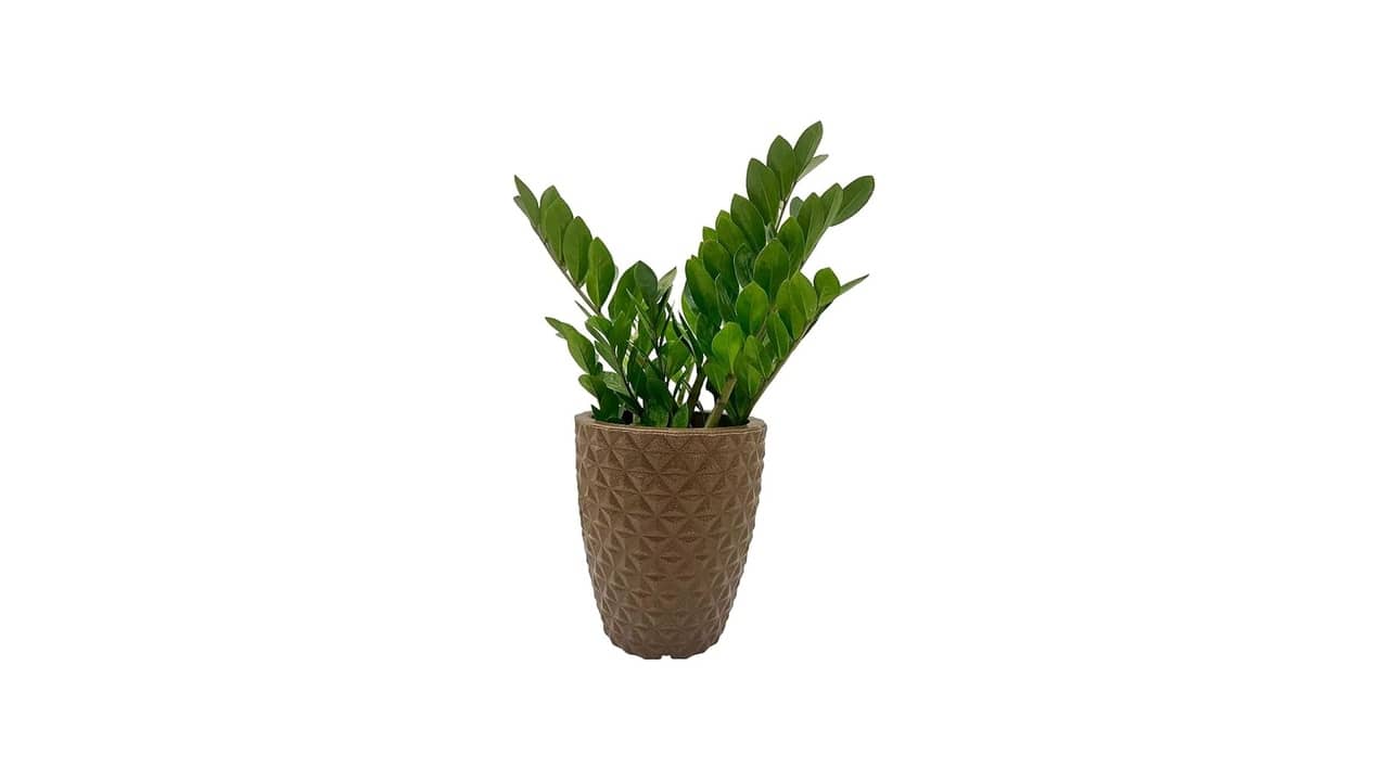 Melhor Vaso para Zamioculca: Estilos Decorativos e Função